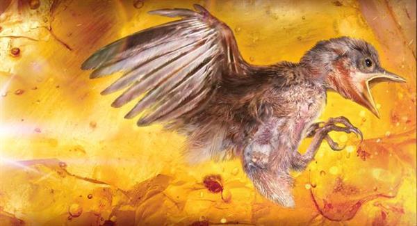 全球首见！琥珀中首次发现雏鸟化石 金黄鸟足醒目